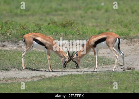 Thomson's gazelle is one of the best-known gazelles. It is named after explorer Joseph Thomson and is sometimes referred to as a 'tommie'. Stock Photo