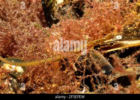 Syngnathus typhle, broadnosed pipefish, deepnosed pipefish, Grasnadel, Eckernförde, Deutschland, germany, Ostsee, baltic sea Stock Photo