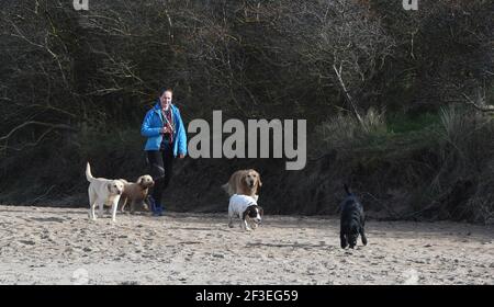 Gullane, East Lothian . Scotland UK 16th March 21. Enjoying the good weather dog walker on Gullane beach . Credit: eric mccowat/Alamy Live News Stock Photo