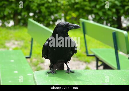 Munich Ravens on X: 