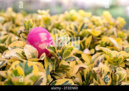 Ready for an Easter eggs hunt? A pink egg lays on the top of a green and yellow bush waiting for a child to find it. Stock Photo