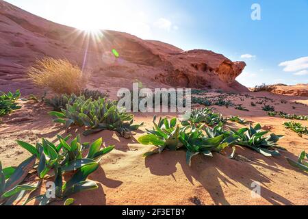 Little rock cliff formation in Wadi Rum desert, bright sun shines on red dust and rocks, Sea squill plants (Drimia maritima) in foreground, blue sky a Stock Photo