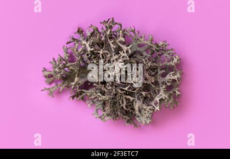 Detail of Icelandic lichen (Cladonia rangiferina) structure on purple violet. Abstract organic photo. Stock Photo
