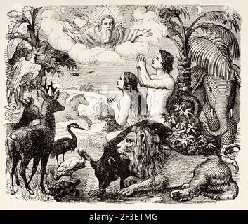 Genesis, the beginning. On the sixth day God created man and animals. Adam and Eve in paradise, Old Testament. Catholic Bible. Old Testament, Old 19th century engraved illustration from History of the Bible 1883 Stock Photo