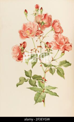 Illustration from The genus rosa by Ellen Willmott, 1914. Private Collection. Stock Photo