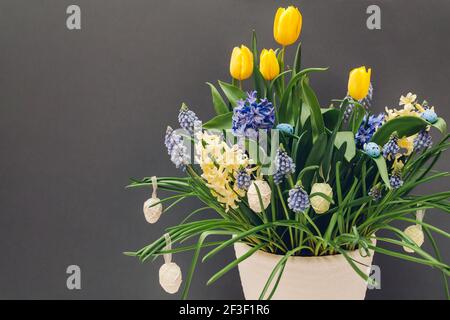 Easter composition of spring flowers with eggs. Yellow tulips, hyacinths, blue muscari grow in pot on grey background. Holiday decoration. Stock Photo