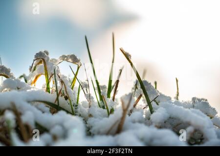 Green grass sprouts from under the snow that melts in the spring early. Close up Stock Photo