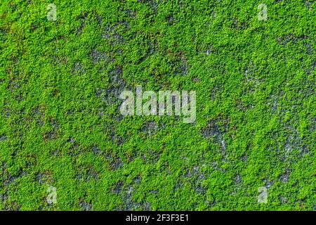 Flat Shot of green moss grows on a concrete Wall Stock Photo