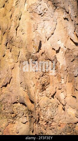 The texture of the bark of a tree trunk in Backhouse Park, Sunderland, north east England UK Stock Photo