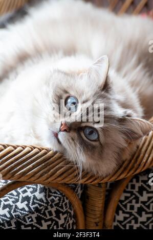 Beautyful white siberian cat Nevskaya Masquerade with blue eyes resting on chair close up Stock Photo