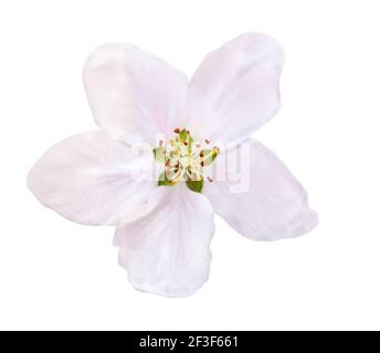 Flower apple blossoms bloomed isolated on white. Close up of Apple blossoms. Stock Photo