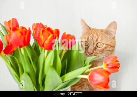 Funny fat ginger cat with a bouquet of bright red tulips. greeting card Stock Photo