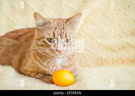 funny fat ginger cat holding orange painted eggs for easter Stock Photo