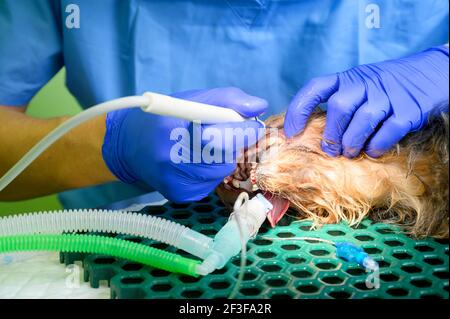 Veterinarian dentist doing procedure of professional teeth cleaning dog in a veterinary clinic. Anesthetized dog in operation table. Pet healthcare concept . High quality photo Stock Photo