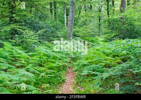 Path through the green Beech forest Foret de Cerisy during summer Calvados, Manche, Normandy, France Stock Photo