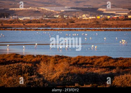 Panoramic view of the Las Salinas wetlands from Cabo de Gata with pink flamingos and mountain landscape in the background Almeria Spain Stock Photo