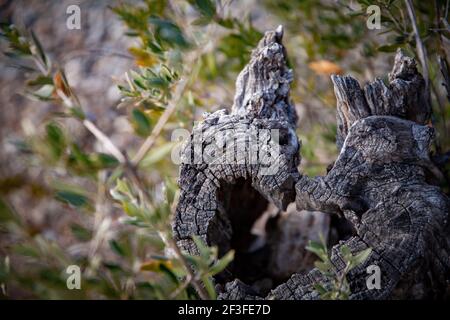 ancient cut olive tree stump close up still has green branches Nature Mediterranean trees Stock Photo