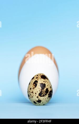 Three type of different birds eggs isolated on blue paper background. Various size and kind choice concept. Quail, egg and turkey eggs nutrients Stock Photo