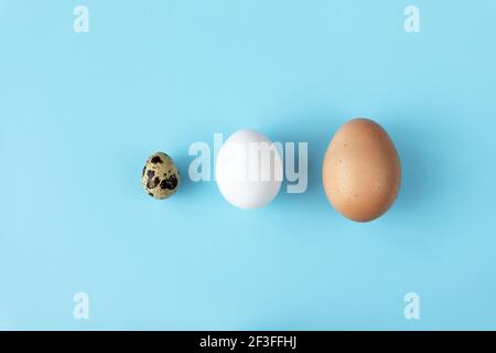 Three type of different birds eggs isolated on blue paper background. Various size and kind choice concept. Quail, egg and turkey eggs nutrients Stock Photo
