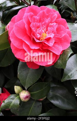 Camellia japonica ‘Drama Girl’ Camellia Drama Girl – semi-double pink anemone camellia with small pink and white petaloids, March, England, UK Stock Photo