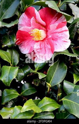 Red and pink variegated Camellia japonica ‘Comte de Gomer’ in flower ...