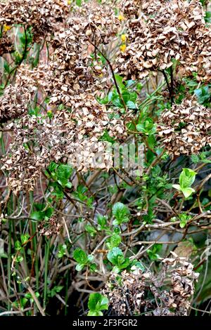 Hydrangea macrophylla dried flower heads dried hortensia round flower heads,  March, England, UK Stock Photo