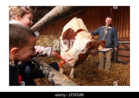 Shyamasundara Das introduces Aditi the cow to children from the Krichna school, the R.S.P.C.A. have donated her to the Hare Krichna temple, Bhaktivedanta Manor, in Letchmore Heath, North London.photograph by David Sandison The Independent Stock Photo
