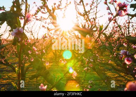 Cherry blossom in spring time fading in to sun light. Dreamy pink blossoms. Blossom in full bloom. Close Up view shallow depth of field. Peach trees i Stock Photo