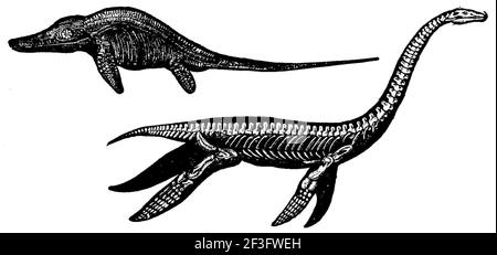 Ichthyosaurus and plesiosaurus. Stock Photo