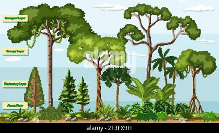 Vector illustration of the rainforest layers Stock Vector Image & Art ...