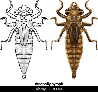 Dragonfly in colour and doodle on white background illustration Stock Vector