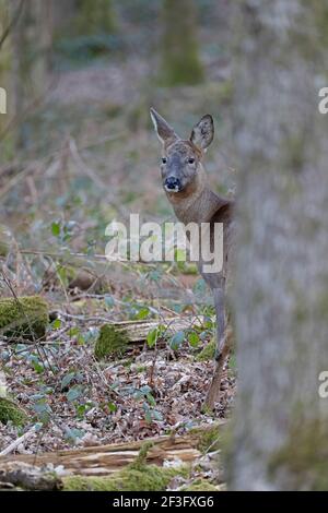 Female Roe Deer in the Forest of Dean UK Stock Photo