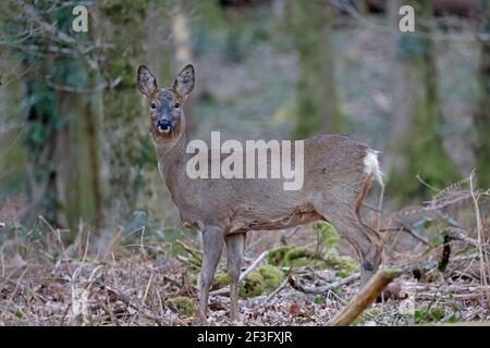 Female Roe Deer in the Forest of Dean UK Stock Photo