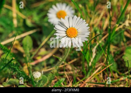 Daisies in the foreground in springtime sunshine. Single bloom of meadow flower with green smooth and serrated grass. White petals and yellow pollen Stock Photo