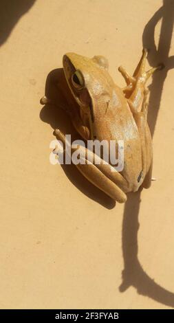 A selective focus shot of a beige frog on a beige ground Stock Photo