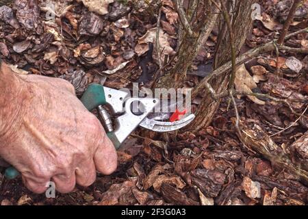Pruning the blueberry bush (Vaccinium corymbosum). Pruning old branches previously marked with red foil. Early spring. Stock Photo