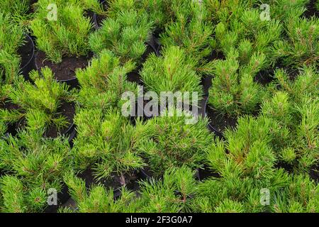 Rows of pots with small conifers (Pinus mugo, known as bog pine, creeping pine or dwarf mountain pine. Garden shop. Stock Photo