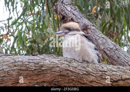 Laughing kookaburra perching on a tree - closeup Stock Photo