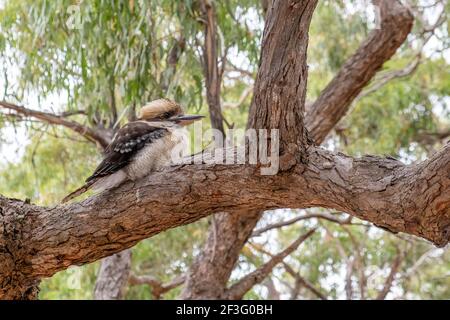 Kookaburra perching on a tree Stock Photo