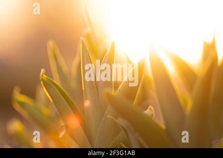Some newly emerged foliage from a daylilly imaged in golden hour light on an early march late afternoon.  A moderate lens flare is visible. Stock Photo