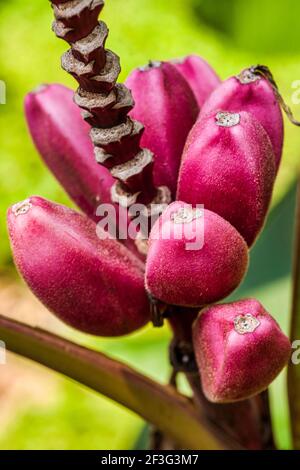 Red bananas growing at the Miami-Dade County Redland Fruit and Spice Park in Florida. Stock Photo