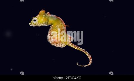 Japanese pygmy seahorse. Hippocampus japapigu. Seahorse isolated with realistic details. Yellow seahorse illustration. Japanese species of seahorse. Stock Photo
