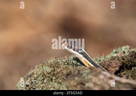 Eastern Ribbon Snake in Winter Stock Photo