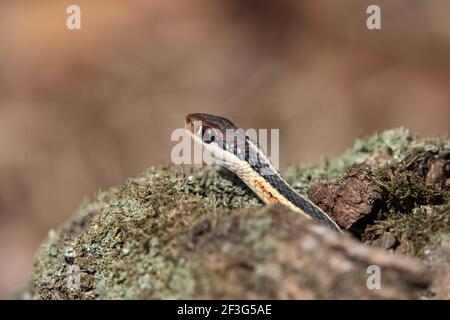 Eastern Ribbon Snake in Winter Stock Photo