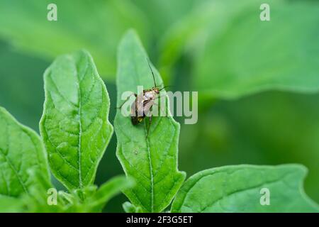 North American Tarnished Plant Bug on Leaf Stock Photo