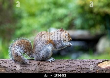 Issaquah, Washington, USA. Western Grey Squirrel standing on a log eating a peanut.  Also known as a Banner-tail, California Grey Squirrel, Oregon Gra Stock Photo