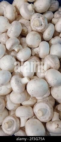 Champignon mushrooms in a box. Porcini mushrooms collected in a basket. Greenhouse with mushrooms. Stock Photo