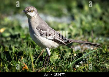 Northern Mockingbird (Mimus polyglottos) Stock Photo