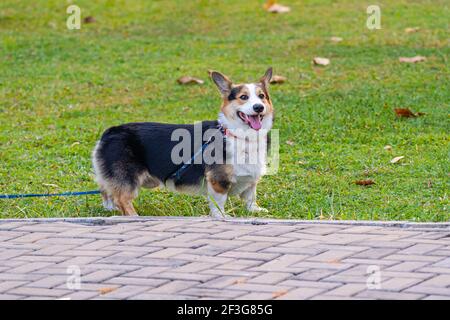 Happy Cardigan Welsh Corgi playing at the park Stock Photo