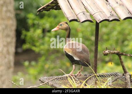 Fulvous Whistling Tree Duck Stock Photo
